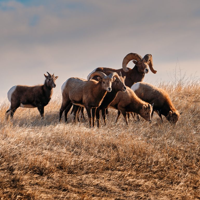 Herd of Bighorns