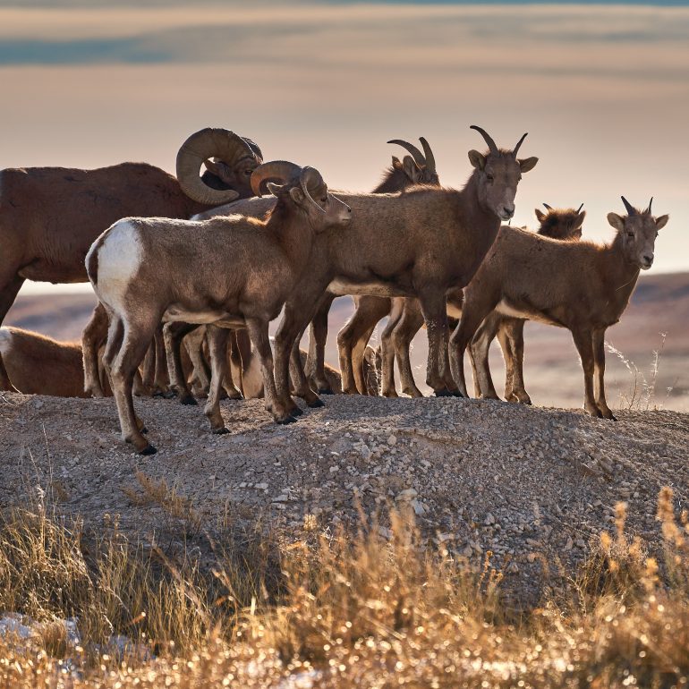 Herd of Bighorns