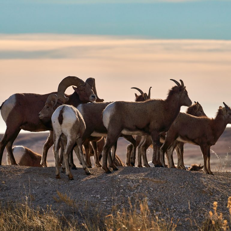 Herd of Bighorns