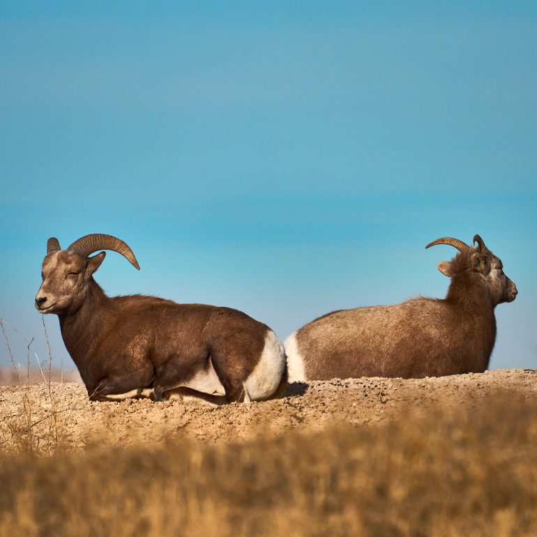 Bighorns