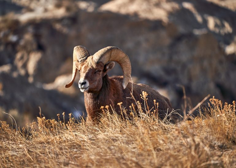 Bighorn