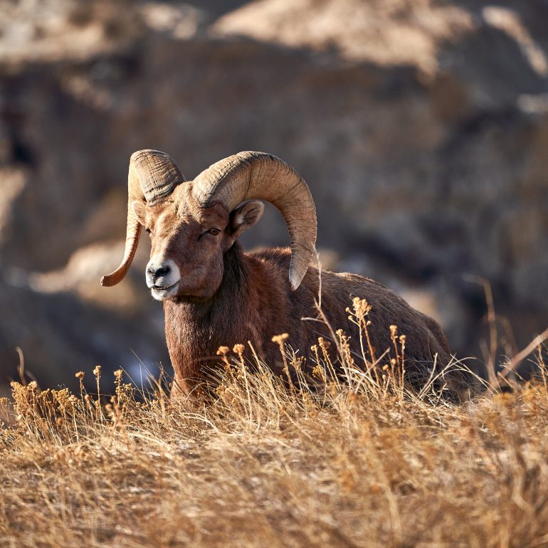 Bighorn