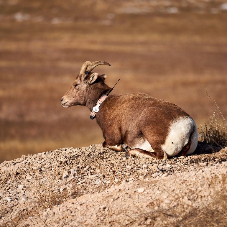 A tagged bighorn