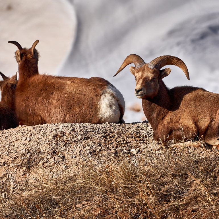 Herd of Bighorns