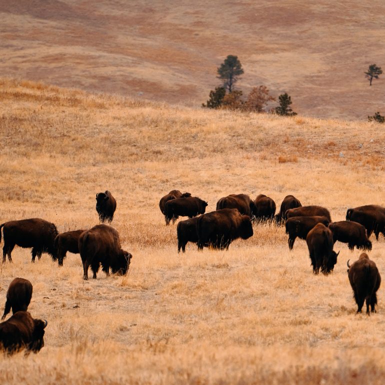 Herd of Bisons in Custer State Park
