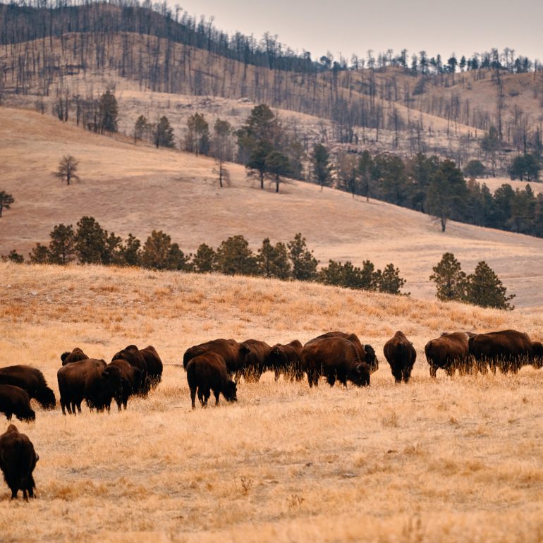 Herd of Bisons in Custer State Park