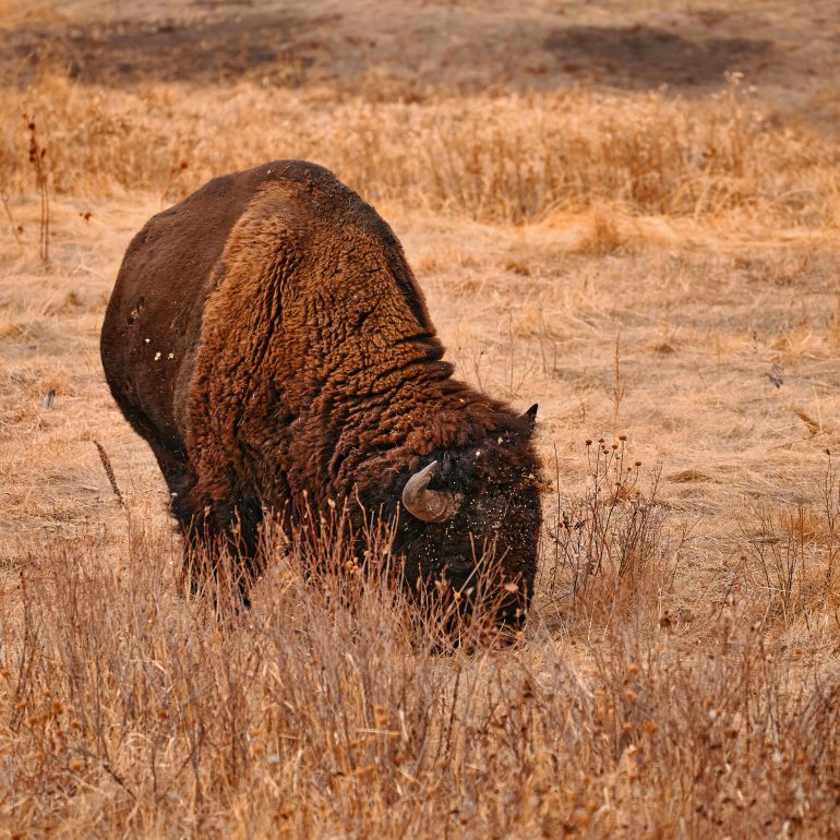 Bison