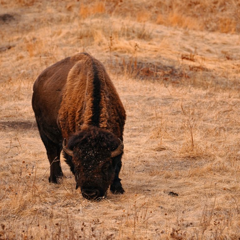 Bison