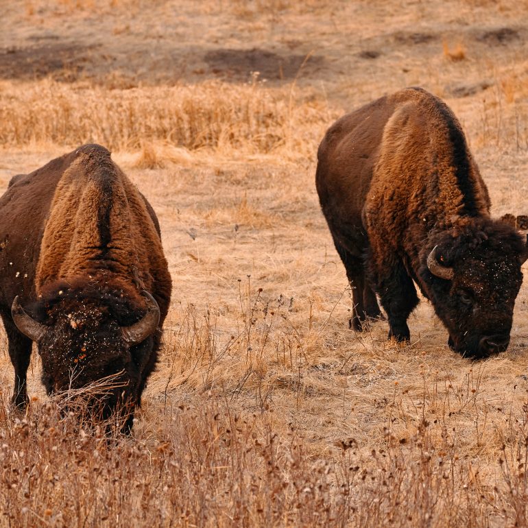 Bisons