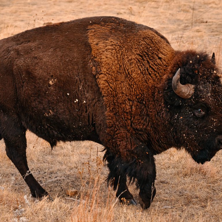 Bison