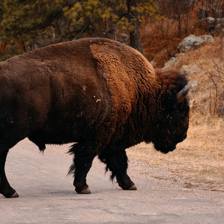 Bison