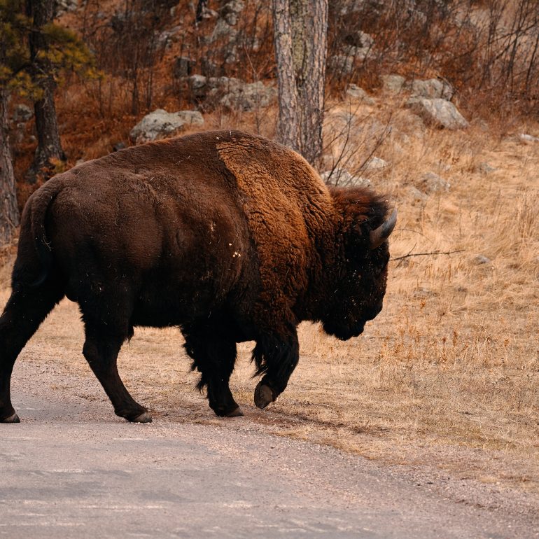 Bison