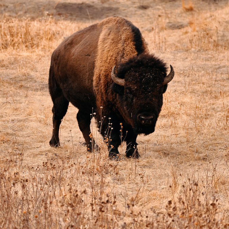 Bison