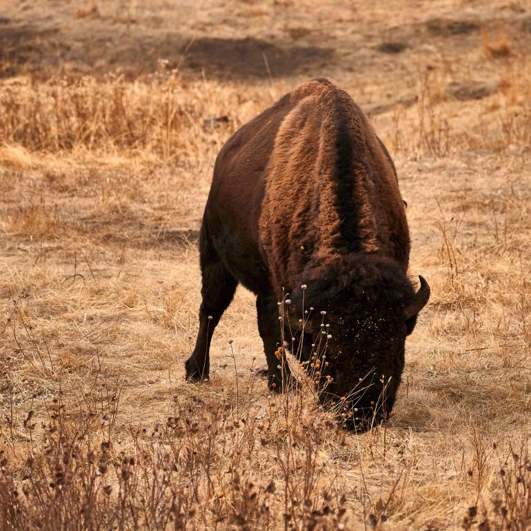 Bison