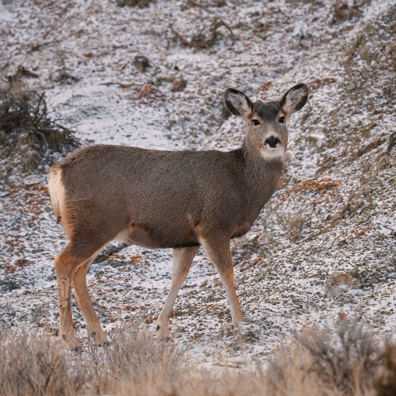 Mule Deer