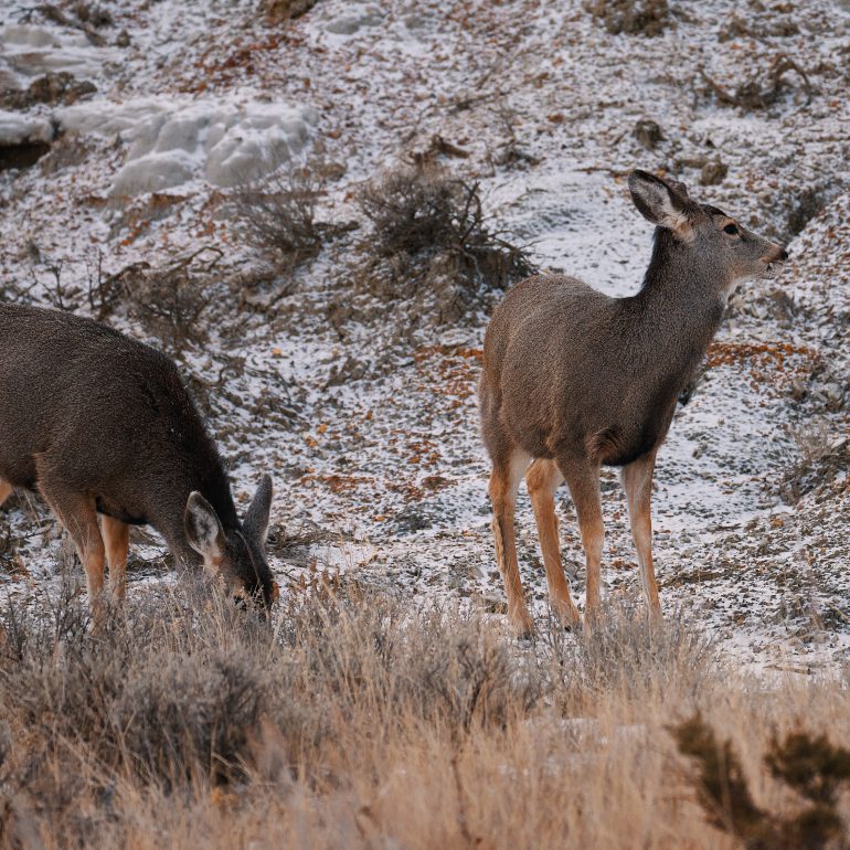 Mule Deer