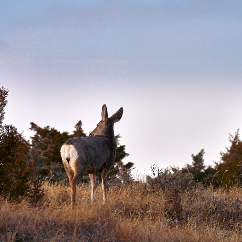 Mule Deer