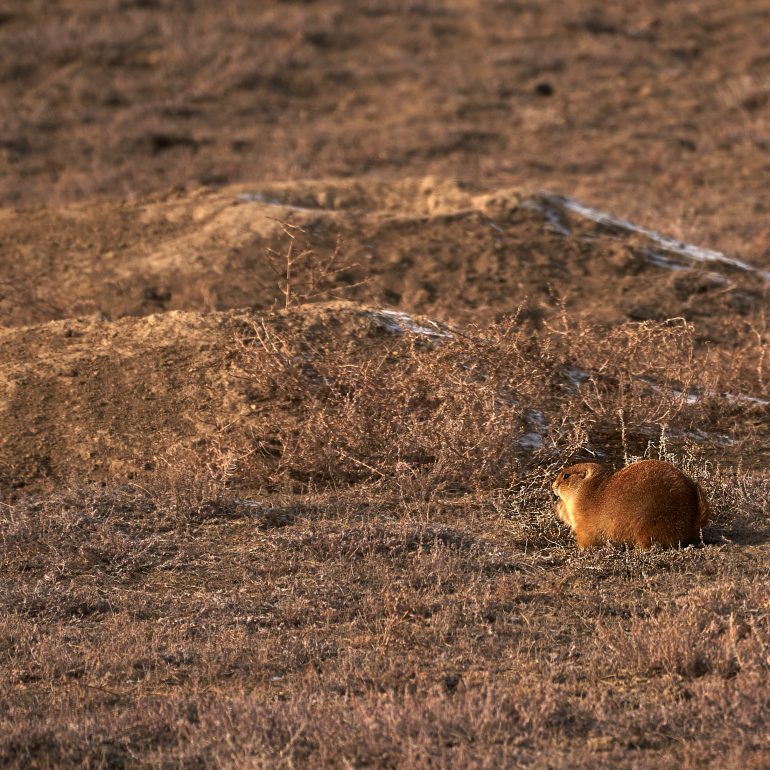 Prairie Dogs