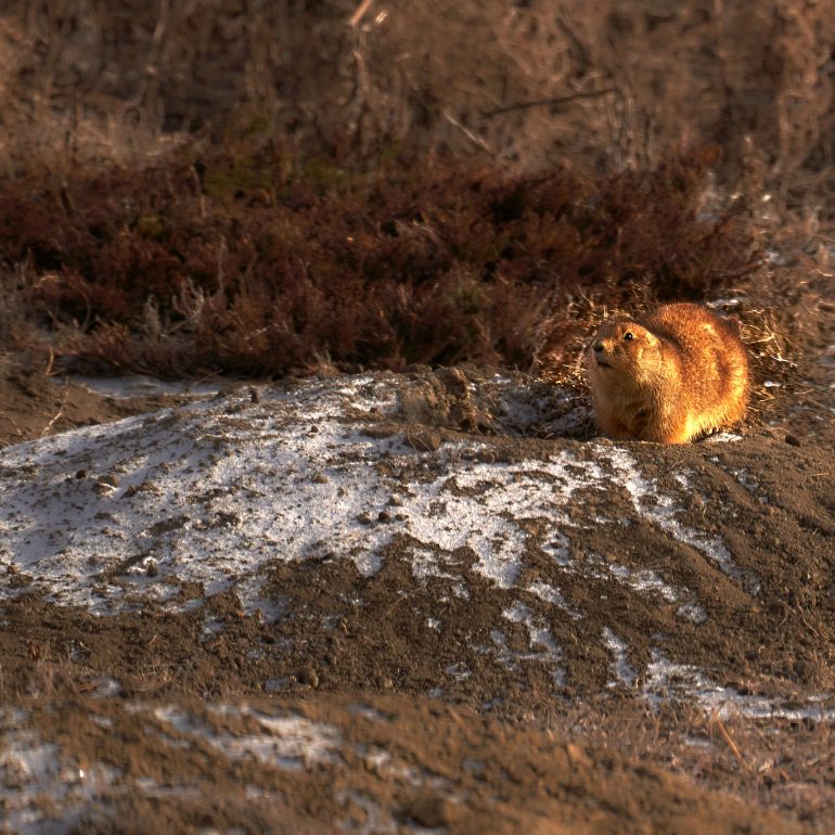 Prairie Dogs