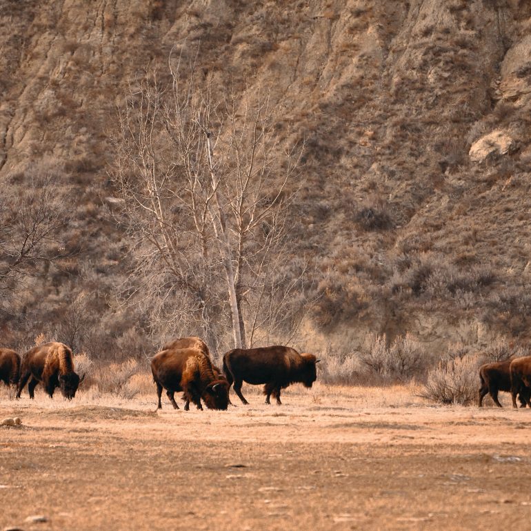 Bisons