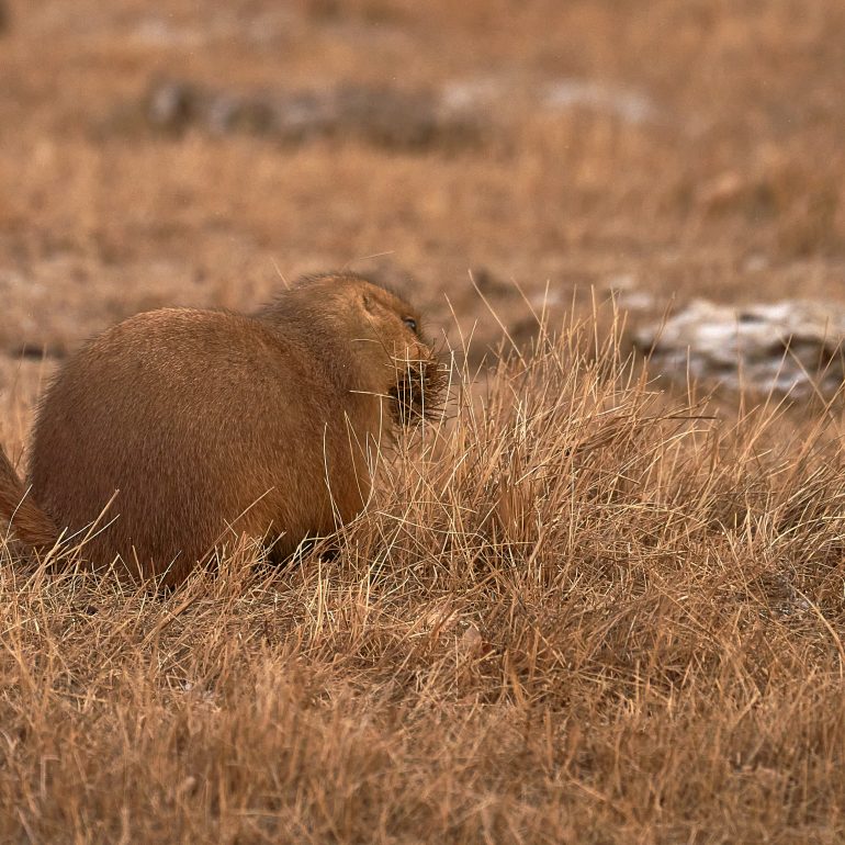 Prairie Dogs