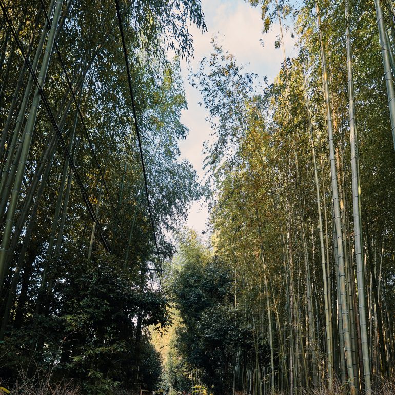 Arashiyama Bamboo Grove