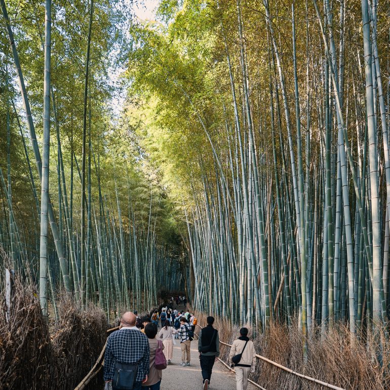 Arashiyama Bamboo Grove