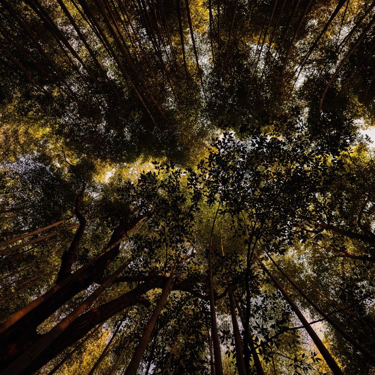 Arashiyama Bamboo Grove
