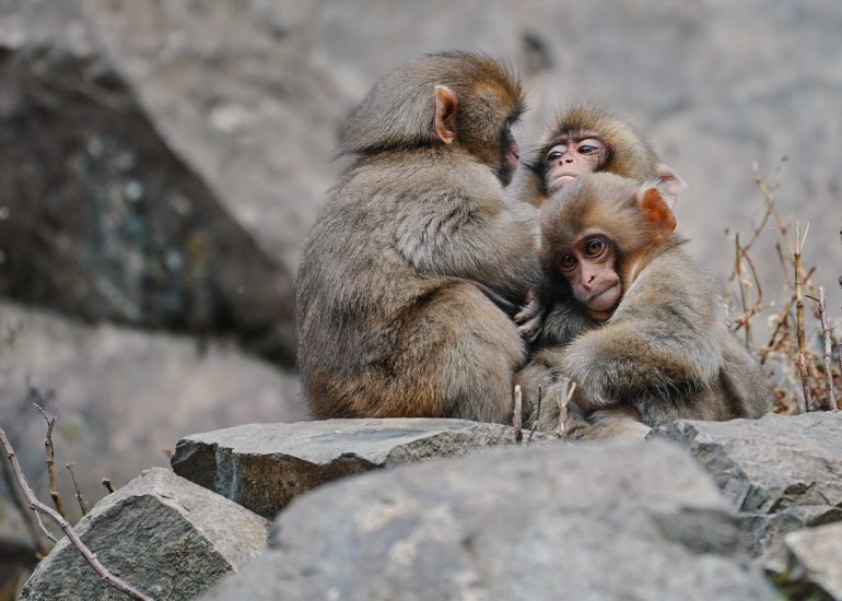 Baby Snowmonkeys Hugging