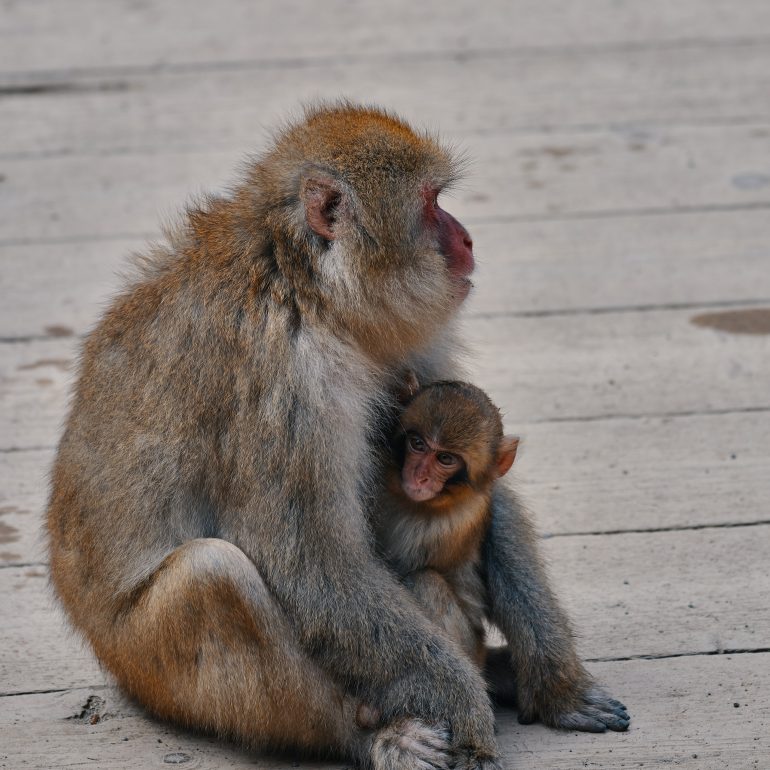 Mother and baby snow monkeys bonding