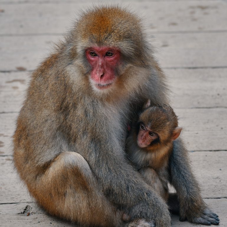 Mother and baby snow monkeys bonding