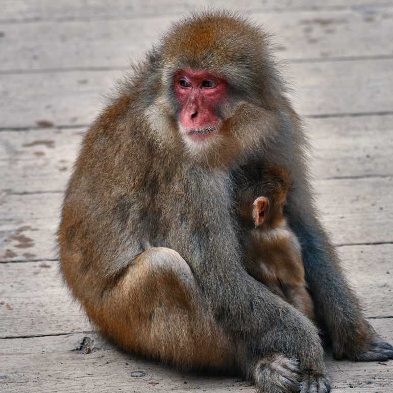 Japanese Macaque – Frozen in Frame
