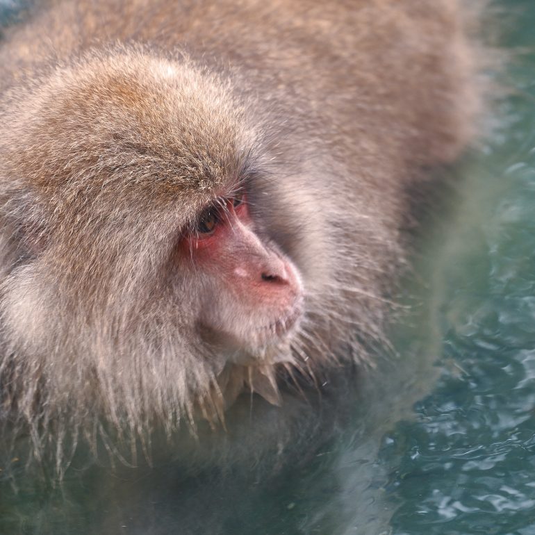 Macaque enjoying an onsen
