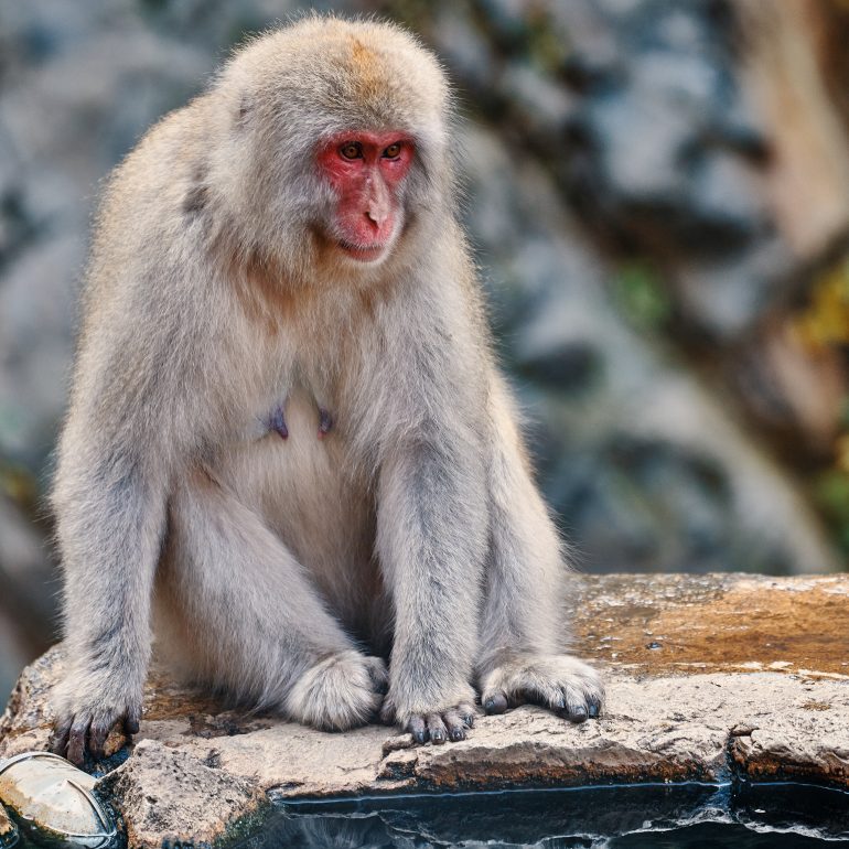 Snow Mountain Monkeys