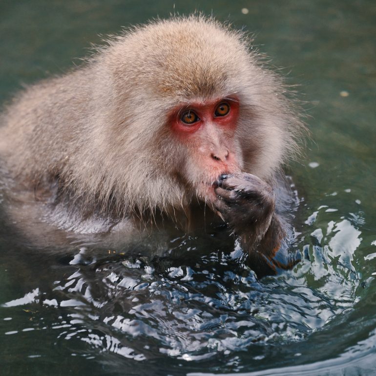 Macaque enjoying an onsen