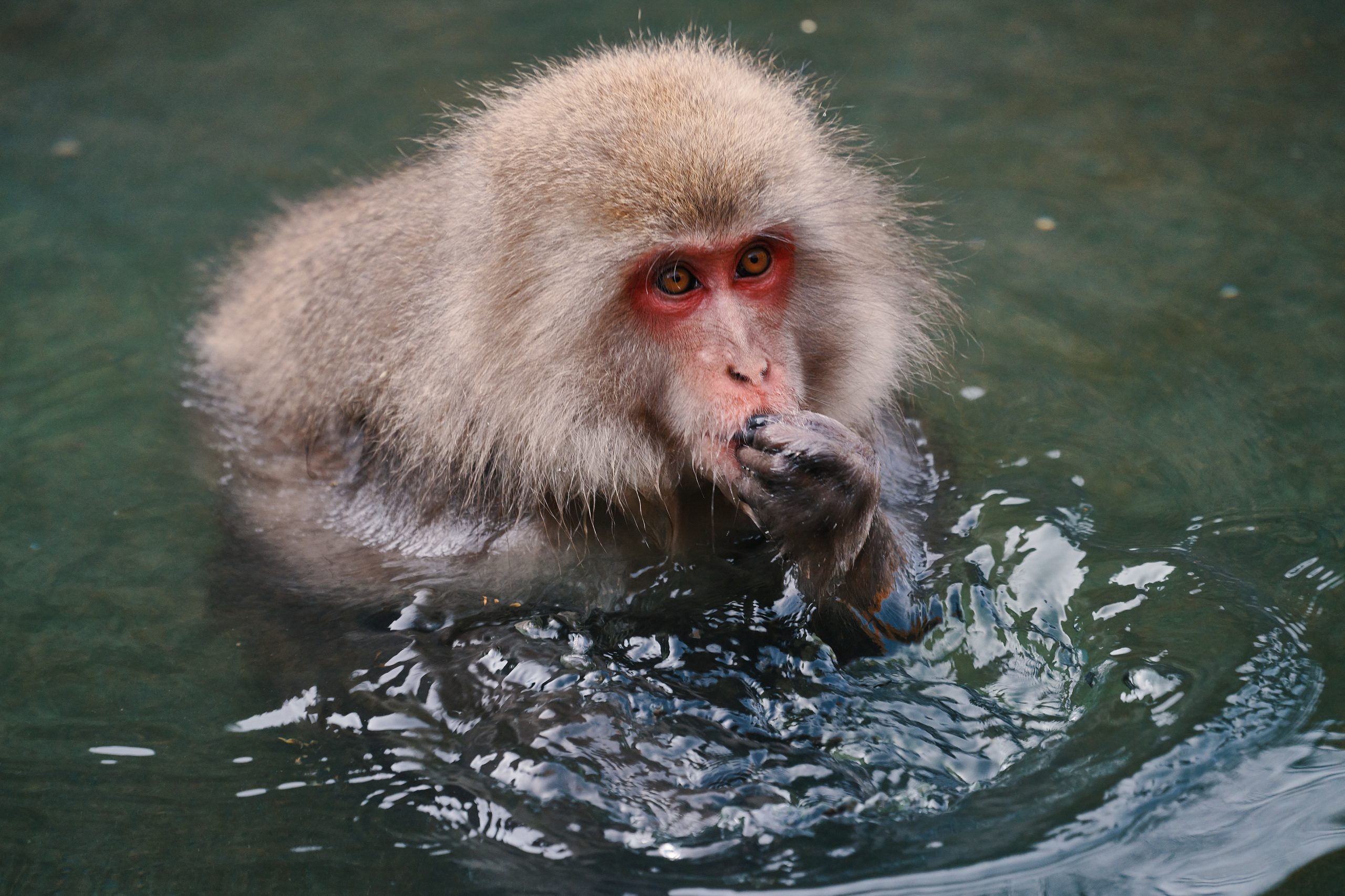 Japanese Macaque (Eryel & Zerosvalmont) | ZT2 Download