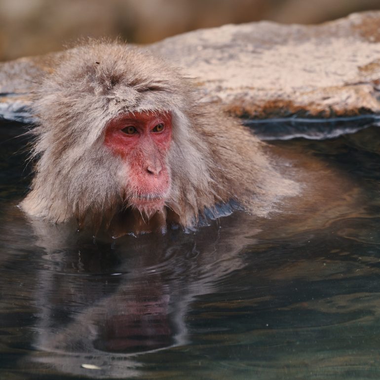 Japanese Macaque – Frozen in Frame