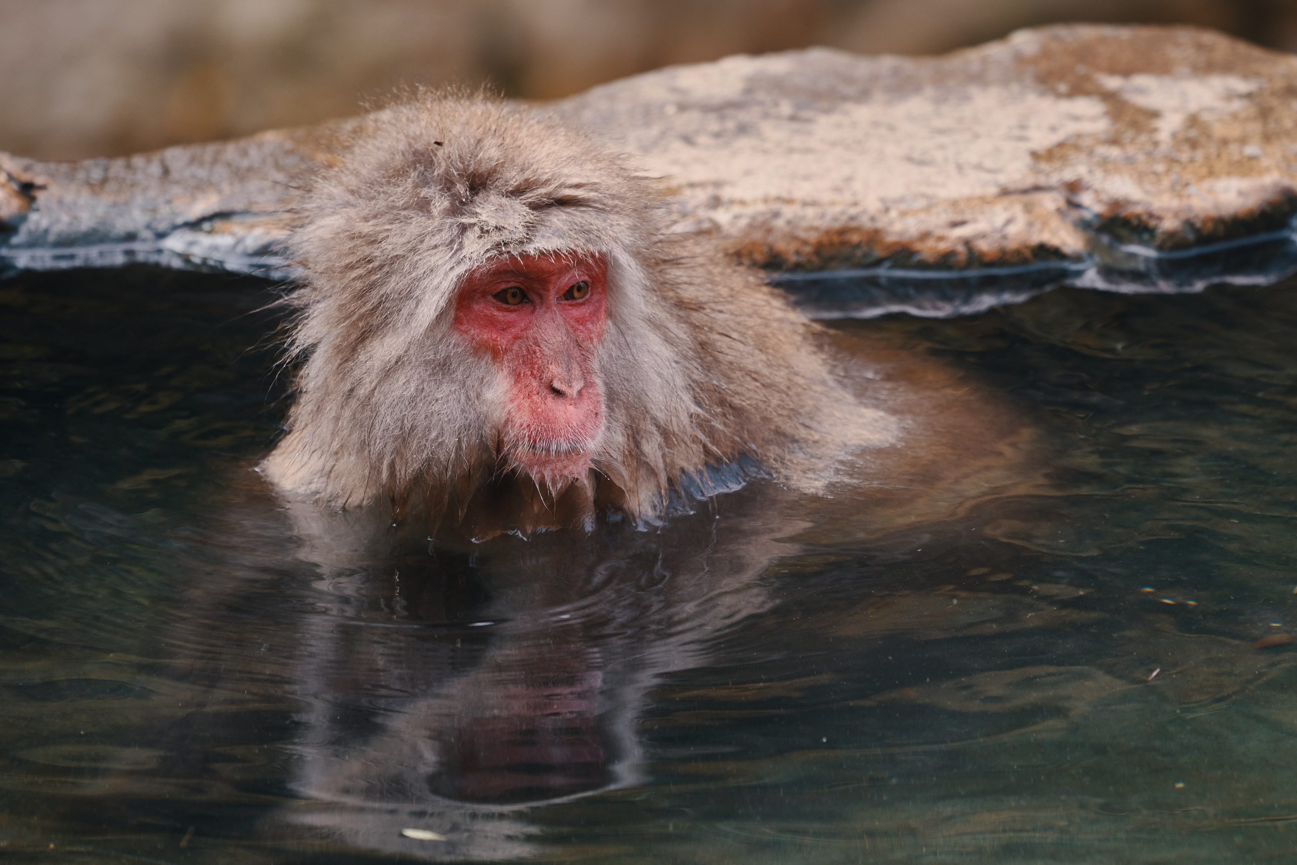 Japanese Macaque – Frozen in Frame