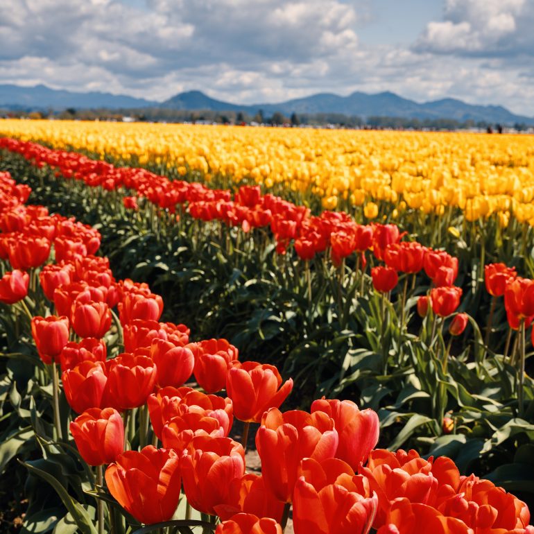 Skagit Valley Tulip Festival