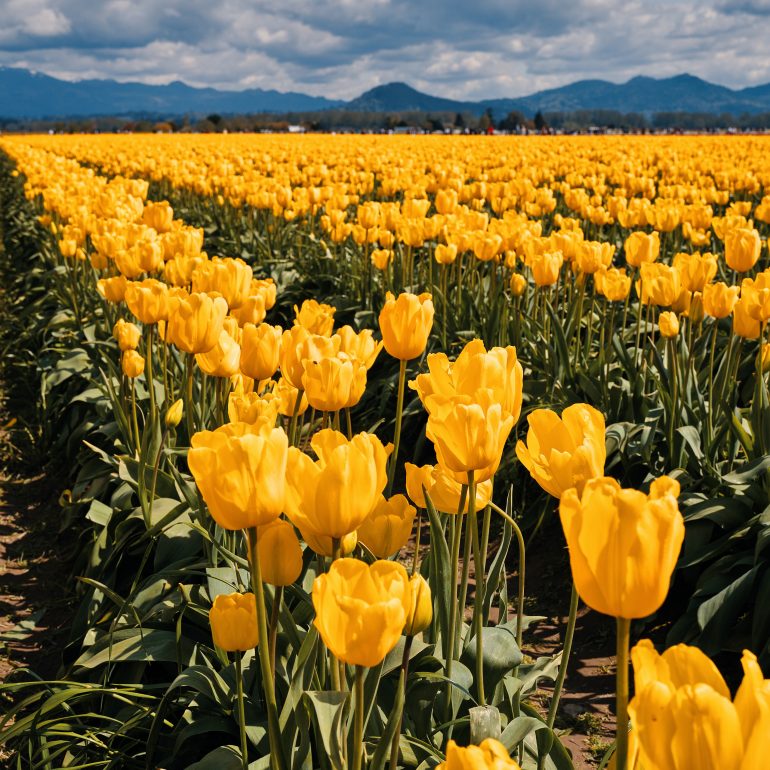 Skagit Valley Tulip Festival