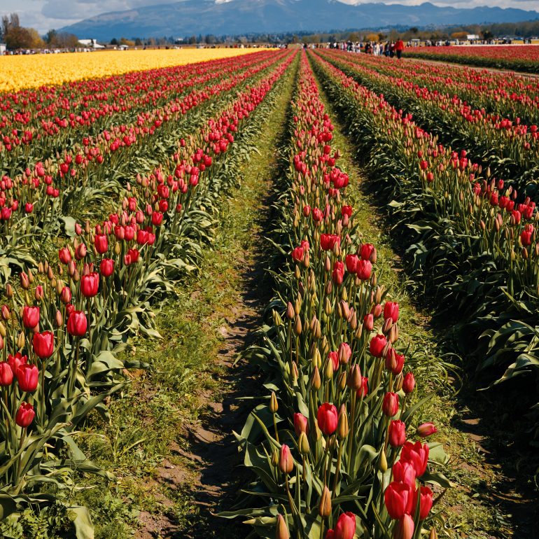 Skagit Valley Tulip Festival
