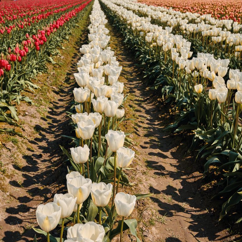 Skagit Valley Tulip Festival