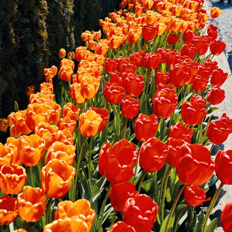 Skagit Valley Tulip Festival