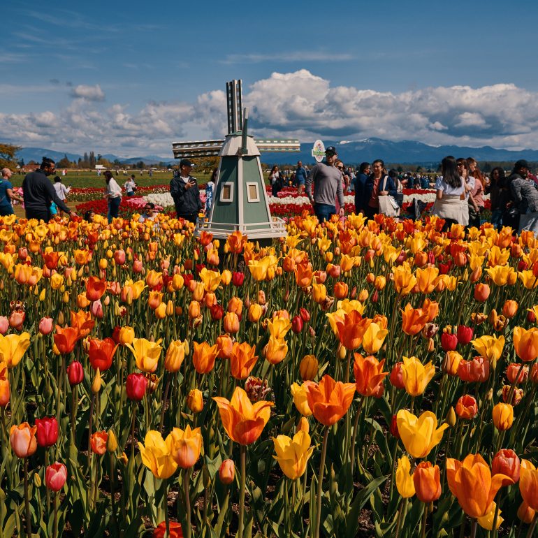 Skagit Valley Tulip Festival