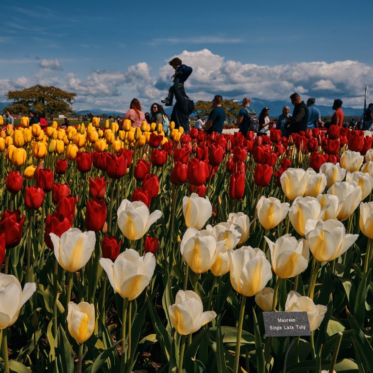 Skagit Valley Tulip Festival