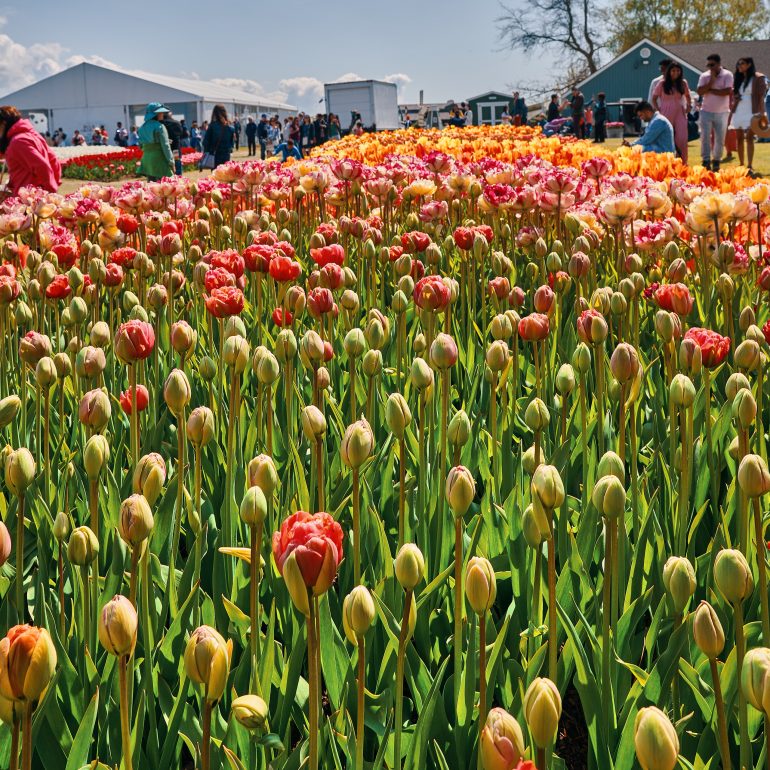 Skagit Valley Tulip Festival
