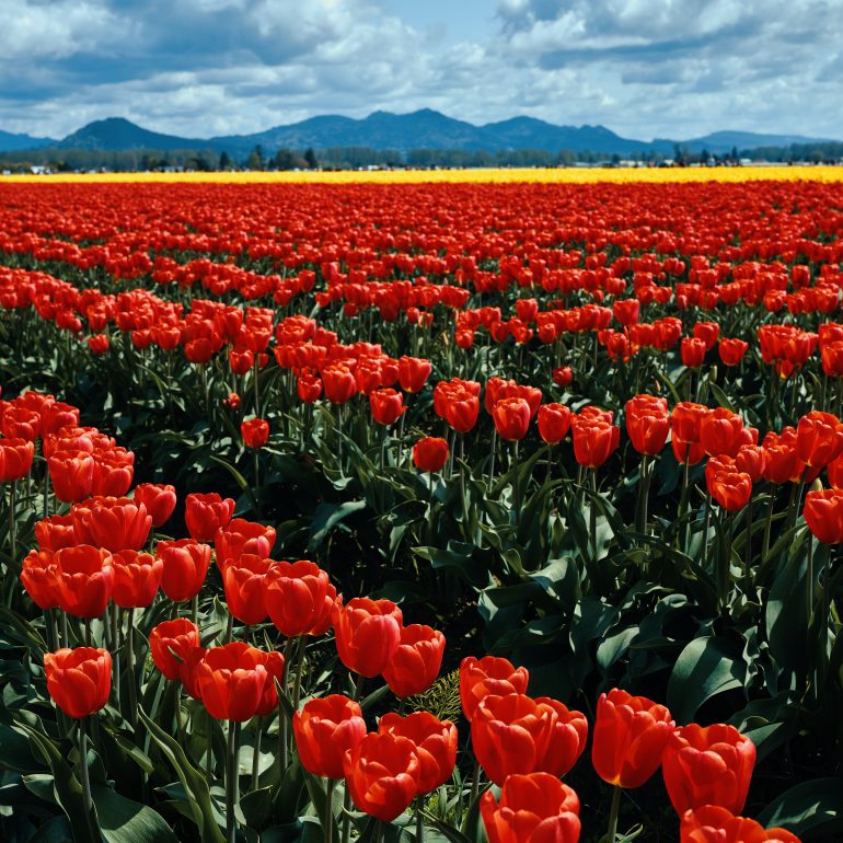 Skagit Valley Tulip Festival