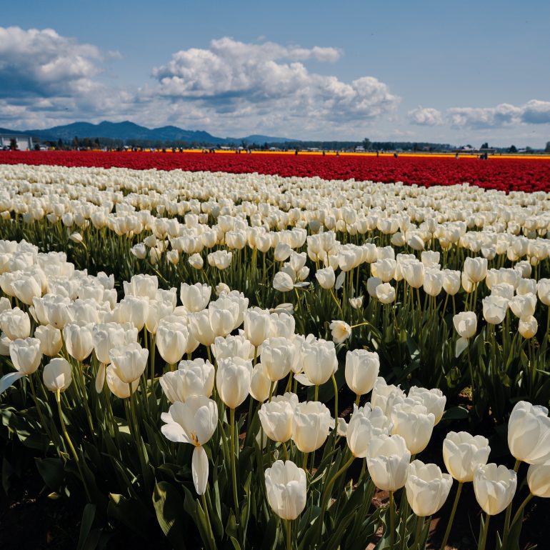 Skagit Valley Tulip Festival