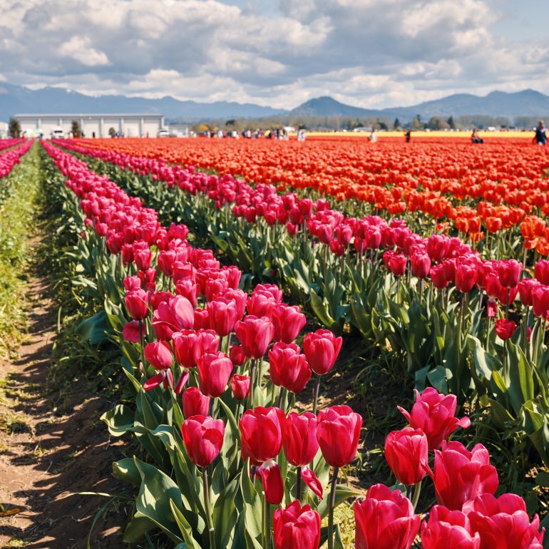Skagit Valley Tulip Festival