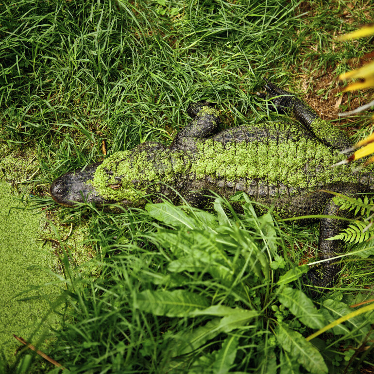 Alligator